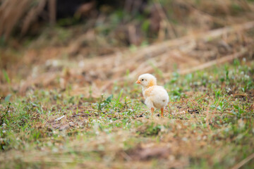 Chicks walking for food on the grass