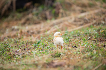 Chicks walking for food on the grass