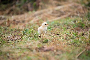 Chicks walking for food on the grass