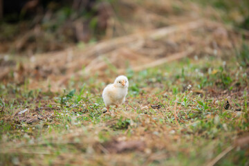Chicks walking for food on the grass