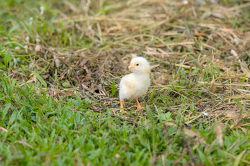 Chicks walking for food on the grass