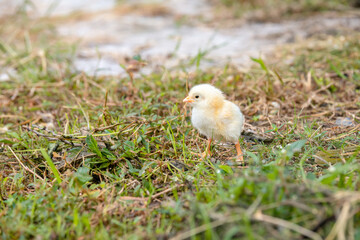 Chicks walking for food on the grass