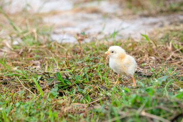 Chicks walking for food on the grass