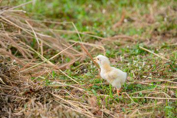 Chicks walking for food on the grass