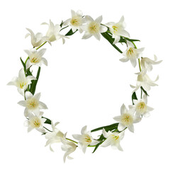 round wreath of flowers and leaves of white tulips, isolated on a transparent background