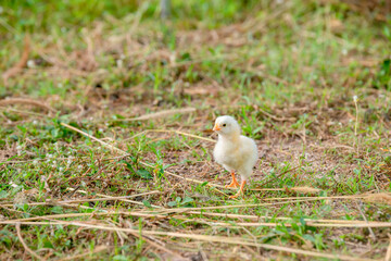 Chicks walking for food on the grass