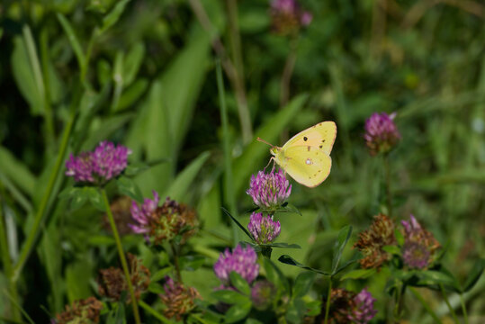 Clouded Yellow (Colias croceus) Butterfly perched on pink flower in Zurich, Switzerland