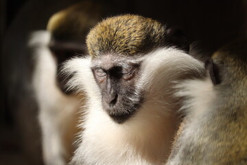 Vervet Monky (Chlorocebus pygerythrus) at small Zoo in Luxor, Egypt 
