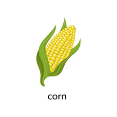 Corn cereal crop cartoon illustration. Corn with leaves isolated on white background. Plant, flowers concept