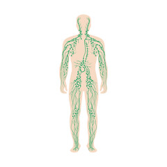 The lymphatic system labeled on a male body - obrazy, fototapety, plakaty