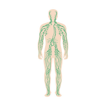 The lymphatic system labeled on a male body