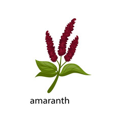 Amaranth cereal crop cartoon illustration. Amaranth with leaves isolated on white background. Plant, flowers concept
