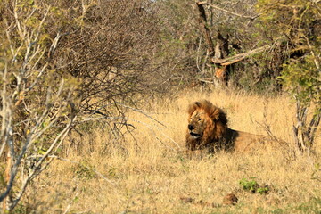 African Male Lion portrait in the Kruger Park South Africa