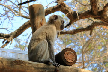 Vervet Monkey, Kruger National Park, South Africa