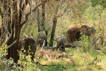 Elephant family with calf in the Kruger National Park, South Africa