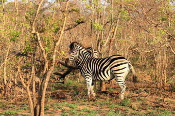 Fototapeta na wymiar Cape Mountain Zebra (Equus zebra), Kruger National Park, South Africa.