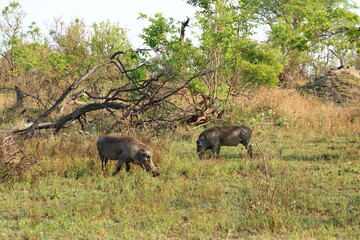 Naklejka na ściany i meble Warthog, Kruger National Park, South Africa