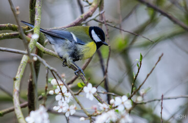 Obraz premium photos of pure eye