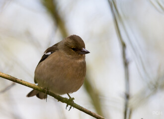 photos of pure eye