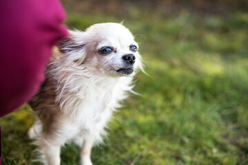 old chihuahua dog playing with vet