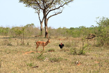 Impala and Southern Ground Hornbill (Bucorvus leadbeateri), Kruger National Park, South Africa