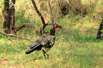 A Southern Ground Hornbill (Bucorvus leadbeateri), Kruger National Park, South Africa.