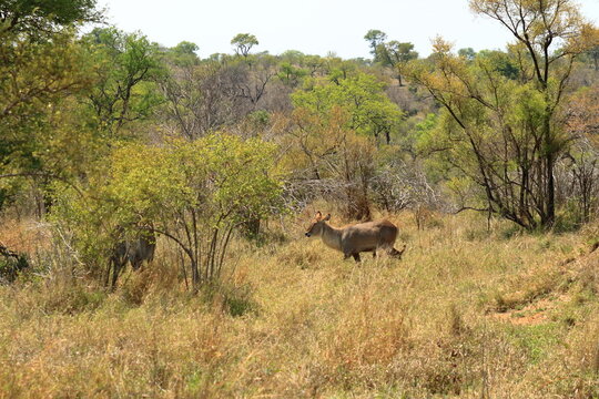 waterbuck in the vegetation of the veld in the Kruger Park, South Africa