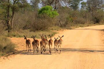 Fototapeta na wymiar Herd of Impala in Kruger National Park in South Africa
