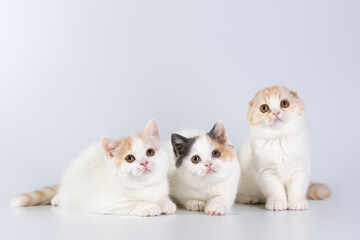 Three lovely kittens on a white studio background. British breed kittens, one earless. Purebred British cats. Attentive look. studio light. Pets concept. Copy space.