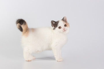 Fototapeta na wymiar Purebred white kitten with spots in motion on white studio background. Cat is walking, paws, tail are visible. Copy space. Side view