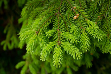 Fir evergreen tree close up