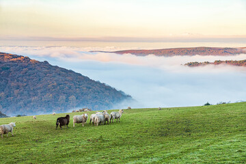 Obraz premium Sheep grazing in a field overlooking the mist filled valley of Horner Water to Bossington Hill and Minehead North Hill on Exmoor National Park at Cloutsham, Somerset, England UK