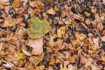 Fallen yellow leaves on wood chips