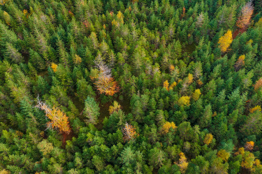 Une for&ecirc;t de sapins et quelques arbres feuillus dans le Morvan