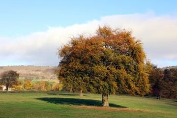Beech tree in autumn colours, Derbyshire England
 - obrazy, fototapety, plakaty