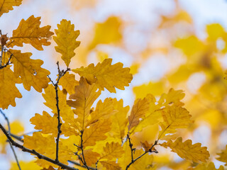 Oak branches with yellow leaves in autumn park