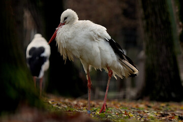 white stork ciconia