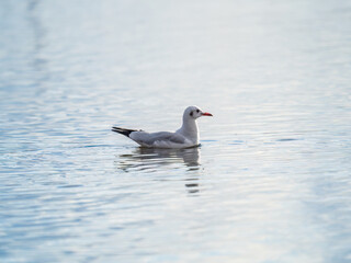 One Seagull, The Black-headed gull, Adult bird in winter plumage, swims on the calm lake shore
