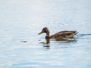 Mallard female Duck swims in the pond.