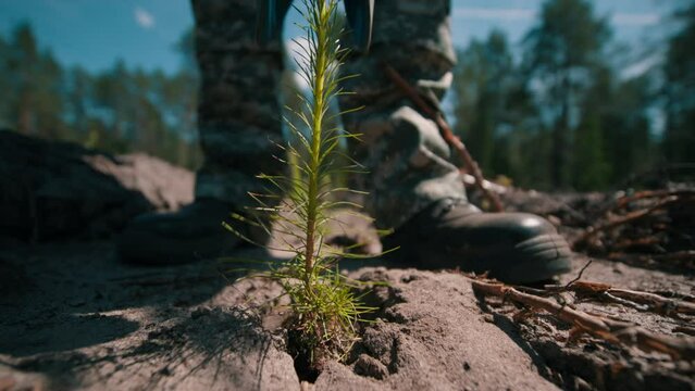 Planting a pine seedling in the ground. Forest worker planting young trees with a special tool. Greening the planet. Caring for the planet. Brutal planting.