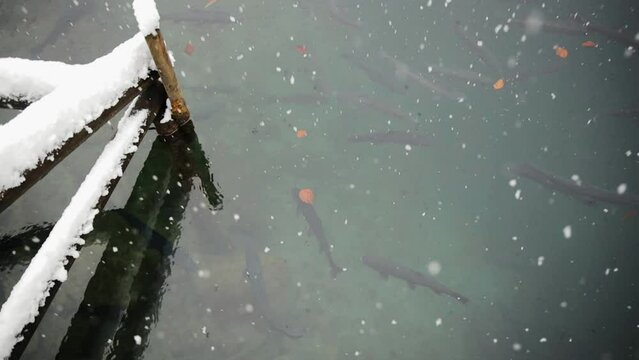 Fish swimming in transparent clear water of Blausee in Switzerland in winter. Beautiful lake located in Swiss Alps and surrounded with forest