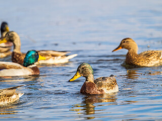 Mallard female Duck swims in the pond.