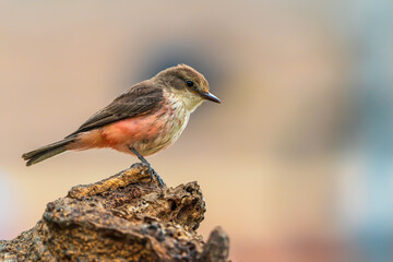 Vermilion flycatcher(Female)