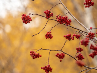 A bunch of red rowan in autumn leaves.