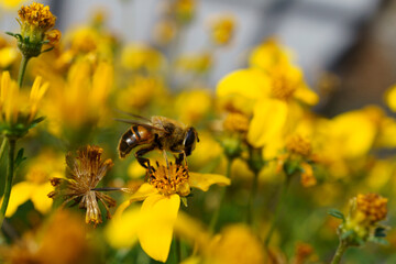 A bee drinks nectar from flowers in a flower bed, an insect