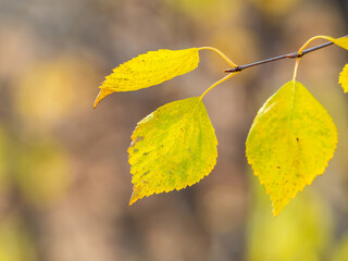 Autumn yellow and orange leaves on the sun and blurred trees. Fall background.
