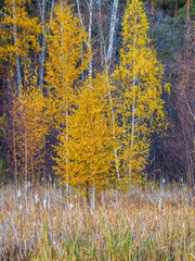 Fototapeta premium Trees with orange, green and yellow leaves in the autumn forest.