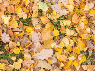 Orange, brown and yellow fallen oak leaves in the sunlight.