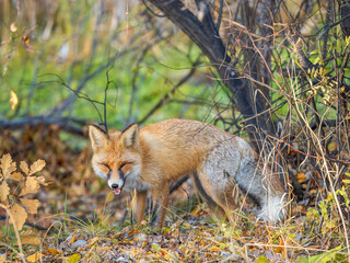 The red fox Vulpes vulpes walks along a path in the forest.