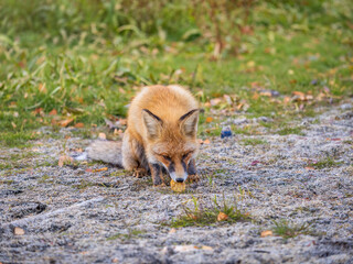 Close up of a red fox Vulpes vulpes, sitting on a path in the forest.